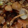 Inocybe napipes, Rübenfüßiger Risspilz